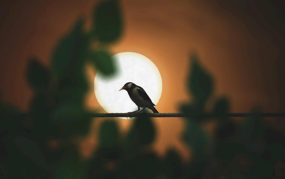 black bird perching on rod